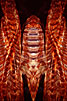 Symmetrie